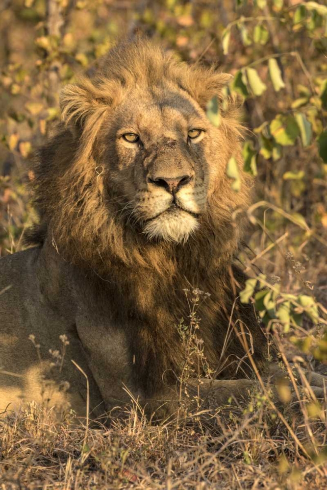 South Africa, Male lion resting